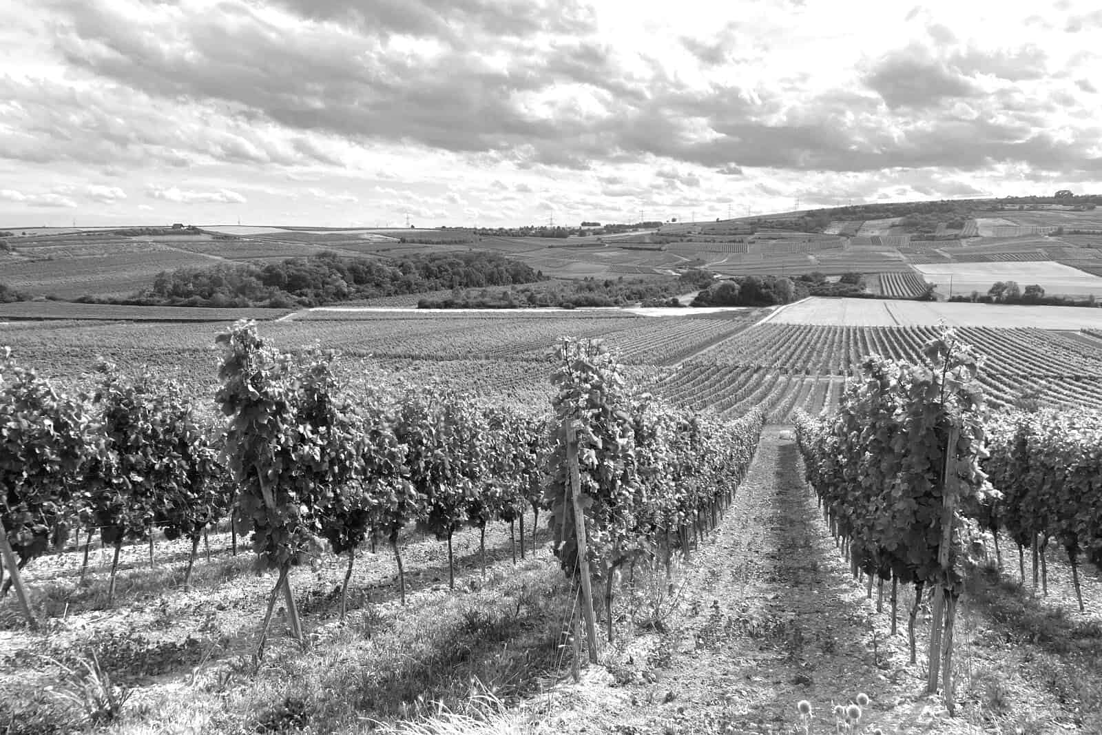 Weinberge Rhein Hessen